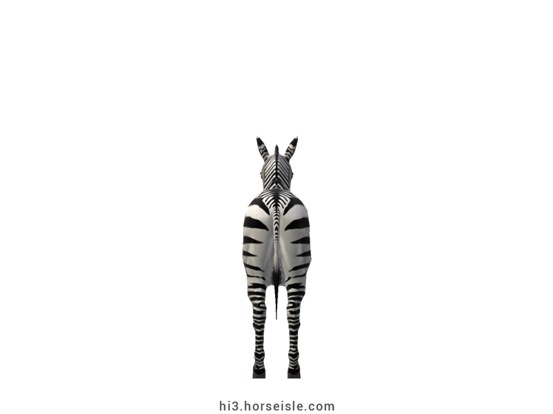 Mountain Zebra Tail and Dorsal Stripes Coat